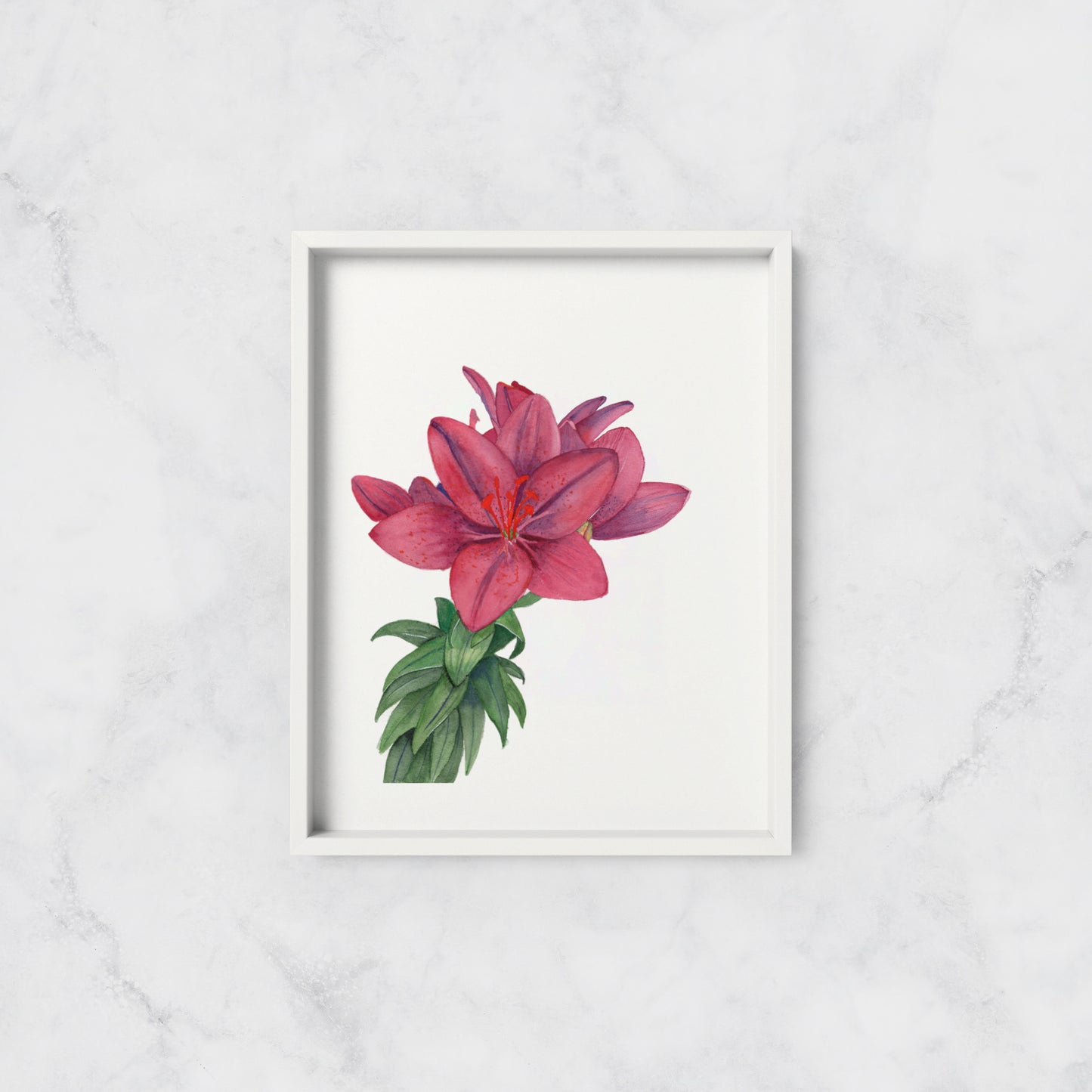 Asiatic Lily - Print