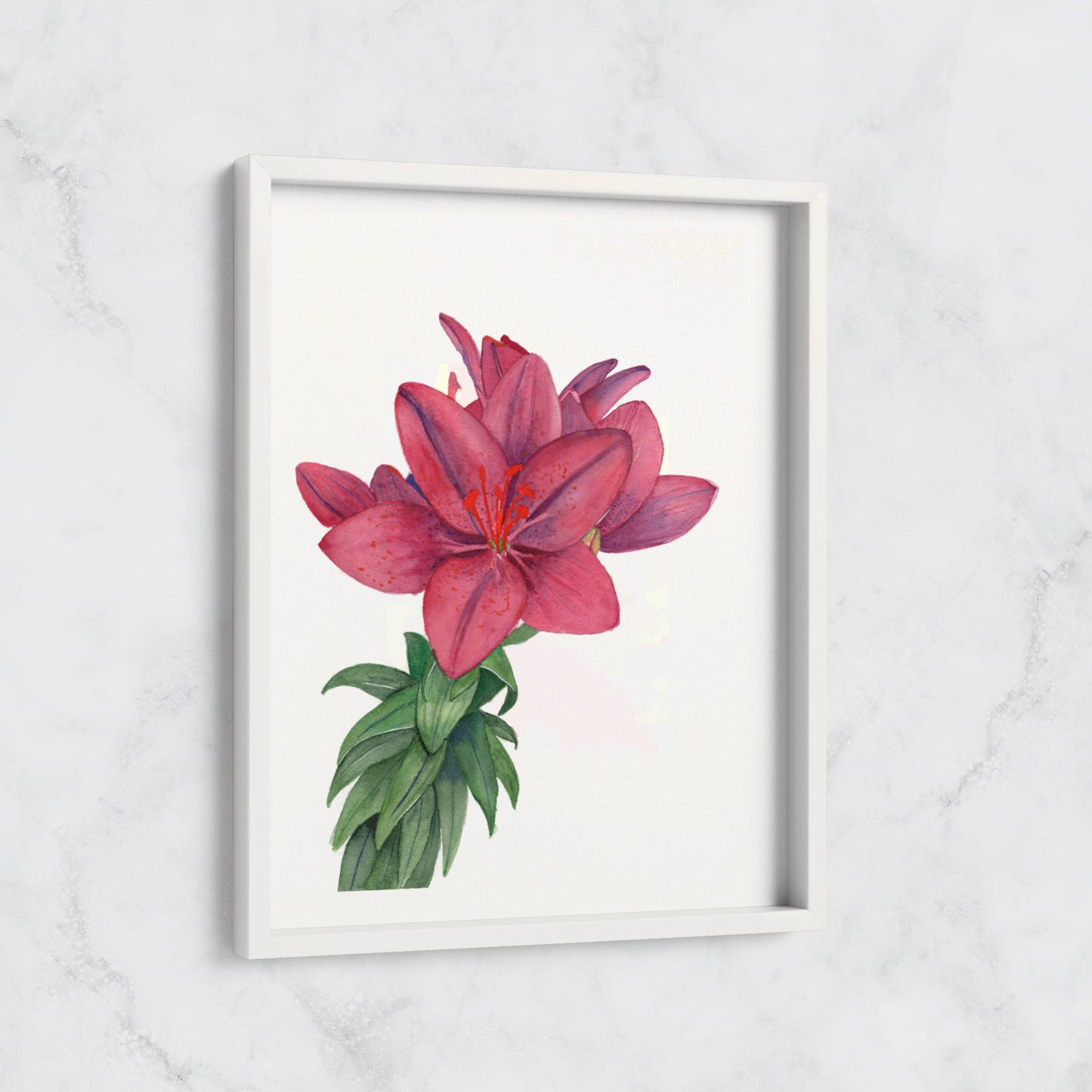Asiatic Lily - Print