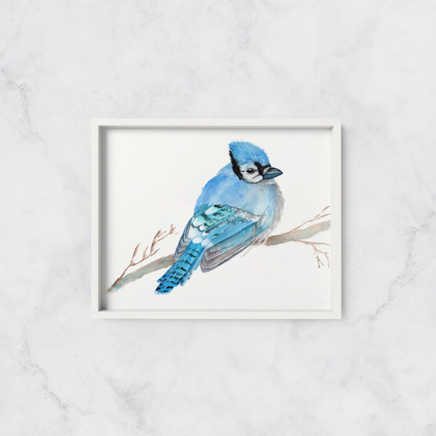 Blue Jay - Print