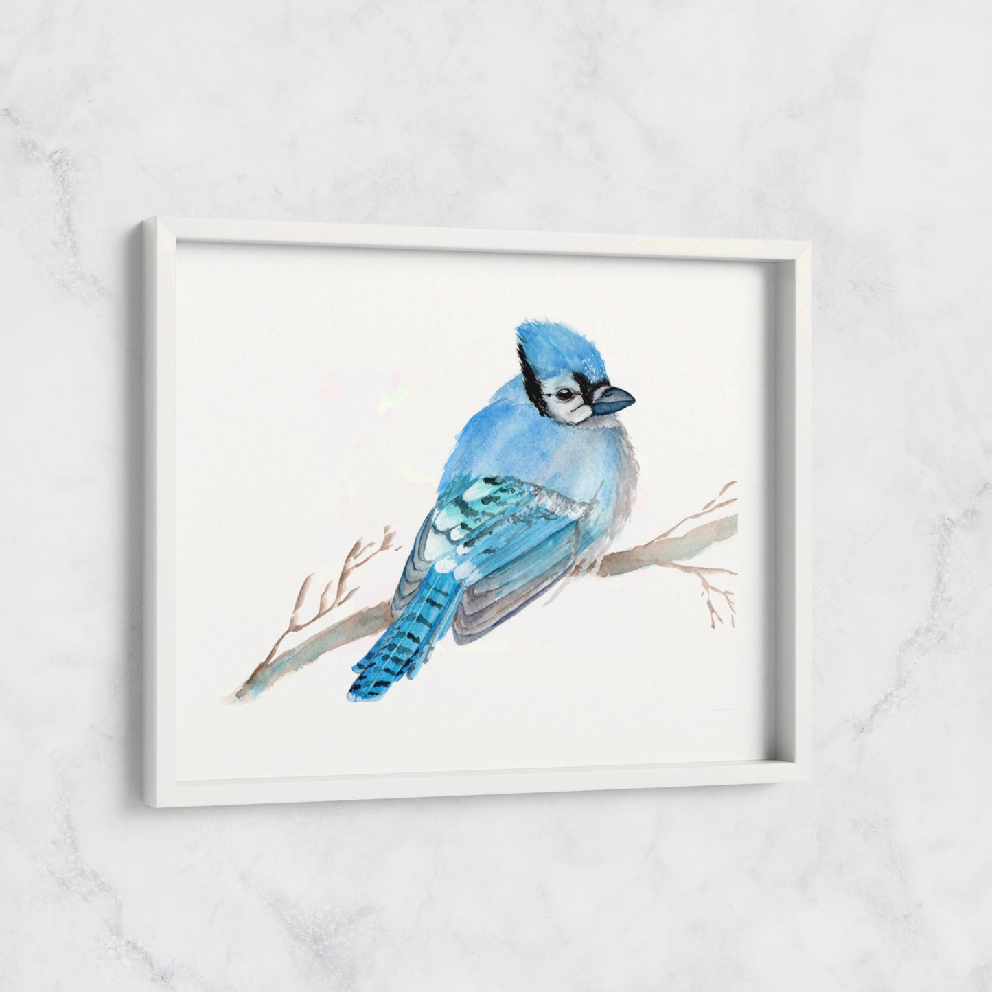 Blue Jay - Print