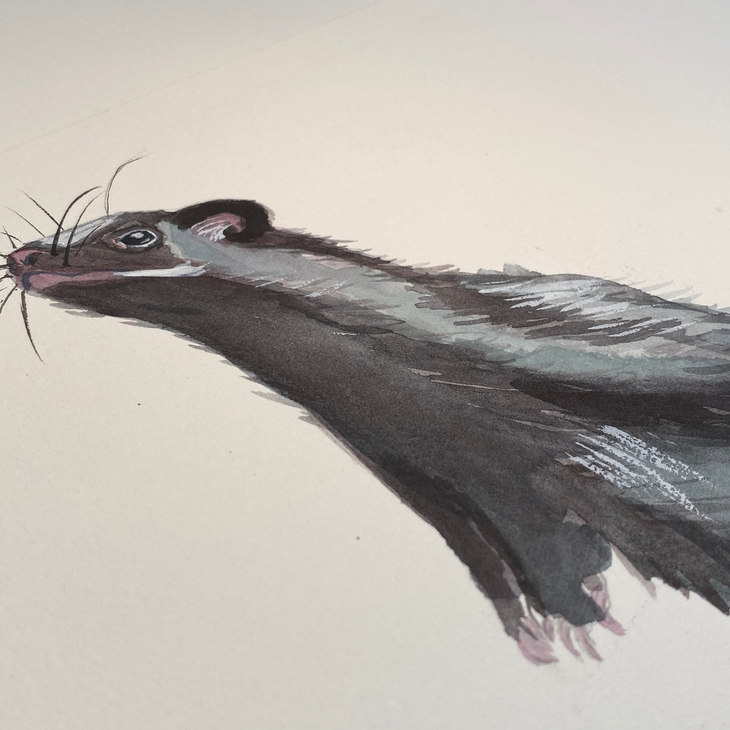 Skunk Original Watercolour Painting