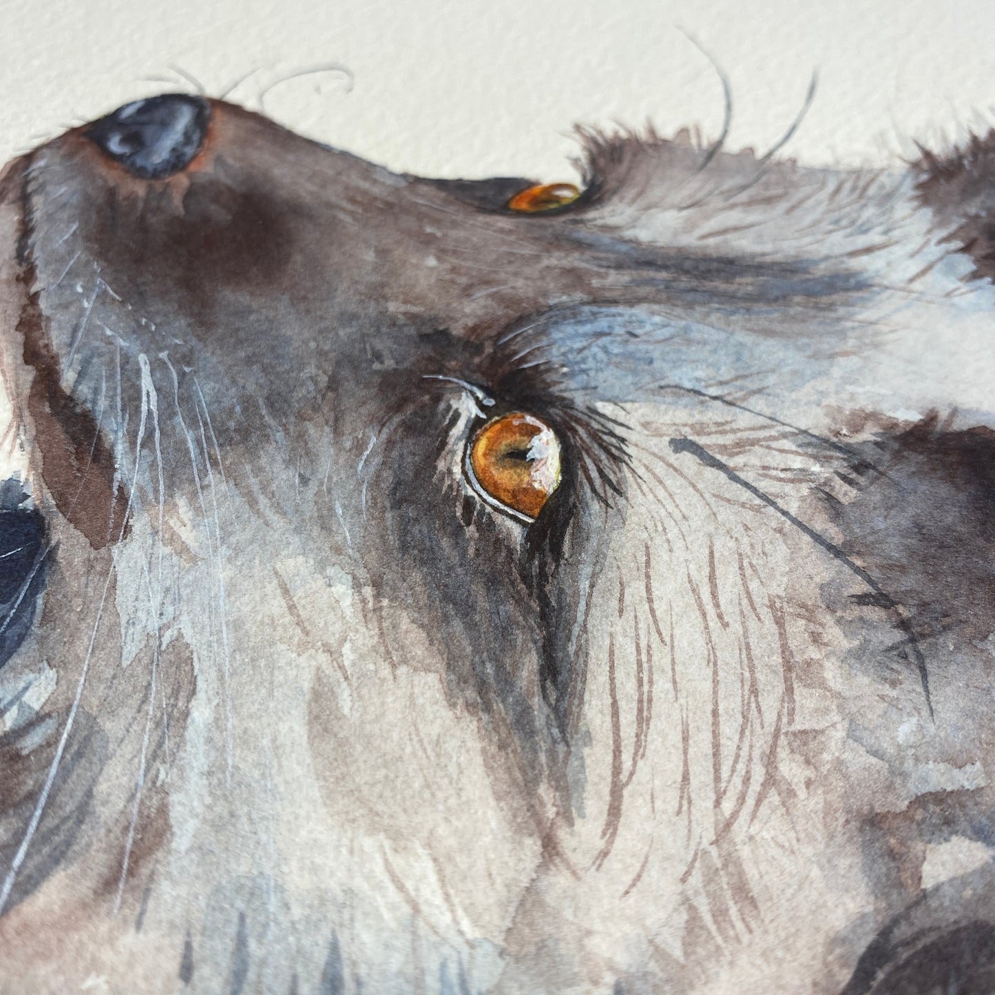 Red Fox Black Stage Original Watercolour Painting