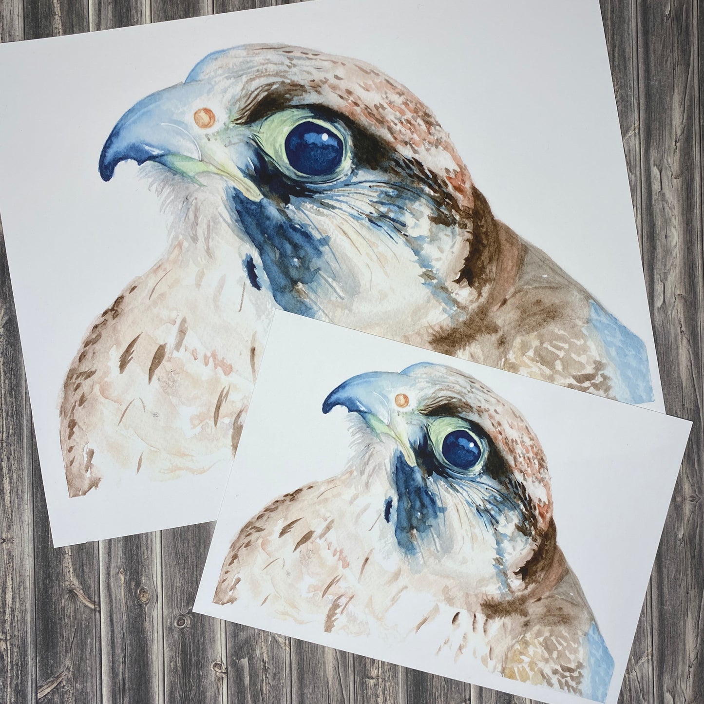 Falcon - Print