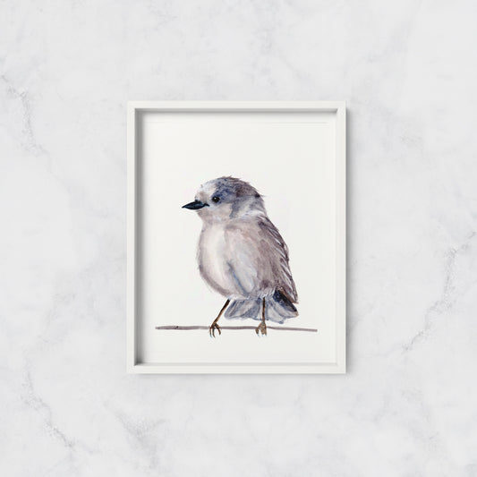 Grey Jay - Art Print