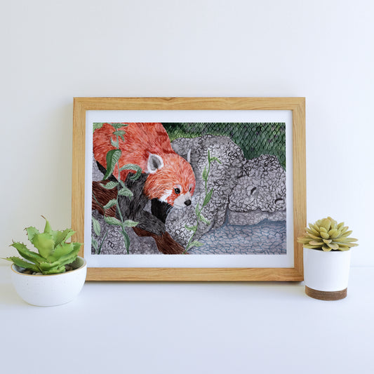 Red Panda - Print