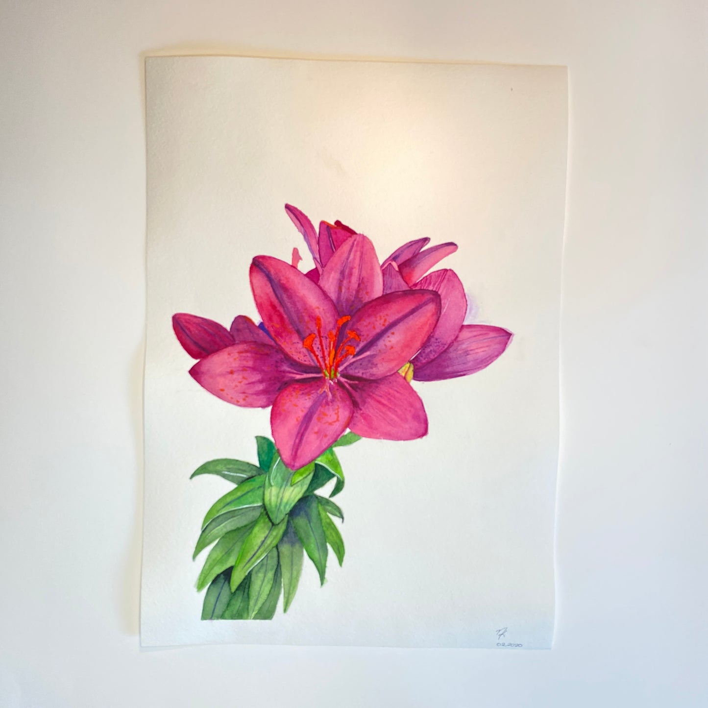 Asiatic Lily Original Watercolour Painting