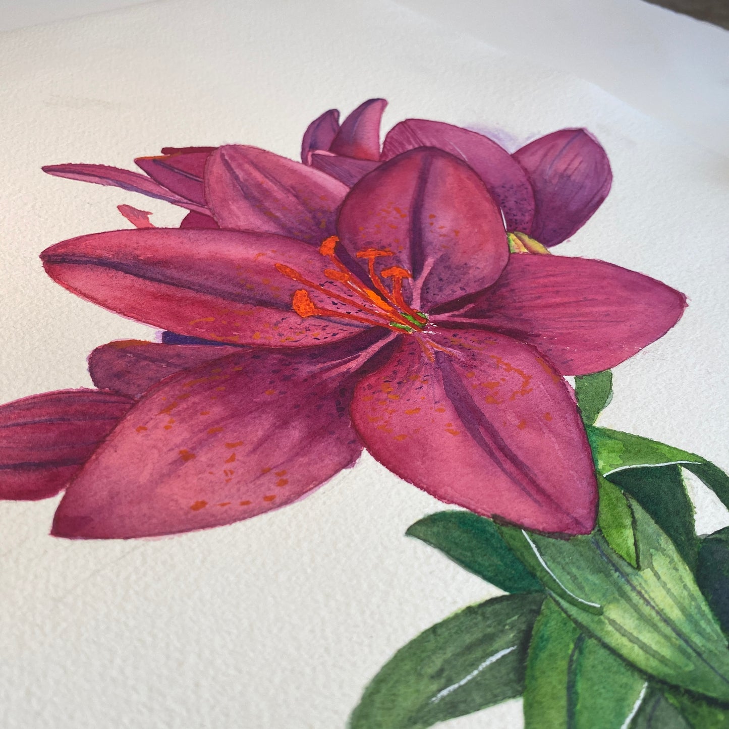 Asiatic Lily Original Watercolour Painting